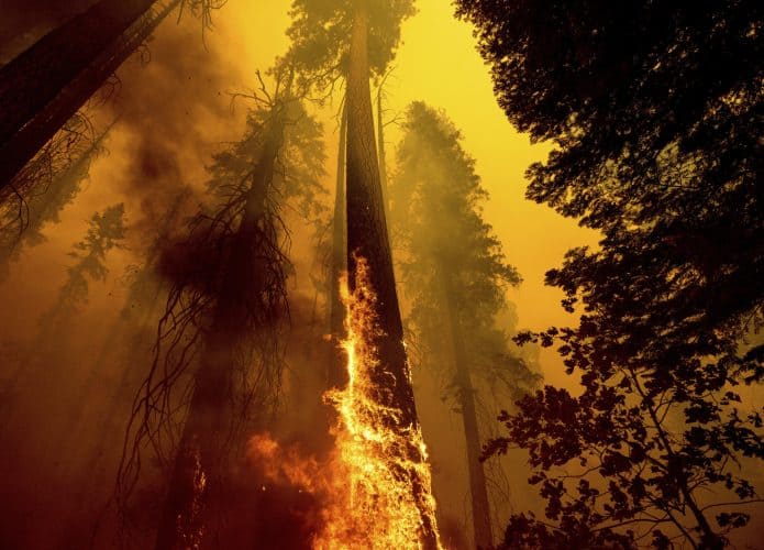 Incendio-sequoias-695x500