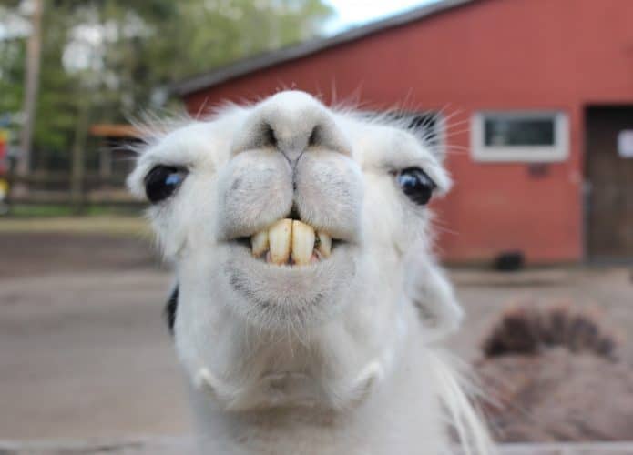 Imagem de uma lhama sorrindo