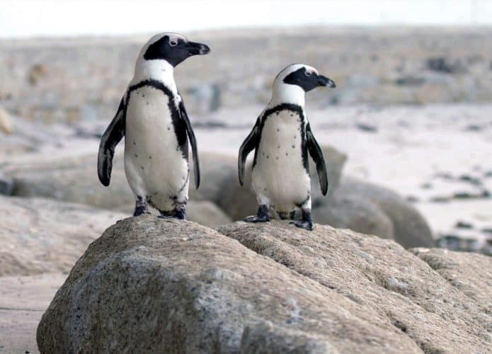 Cidade dos Pinguins