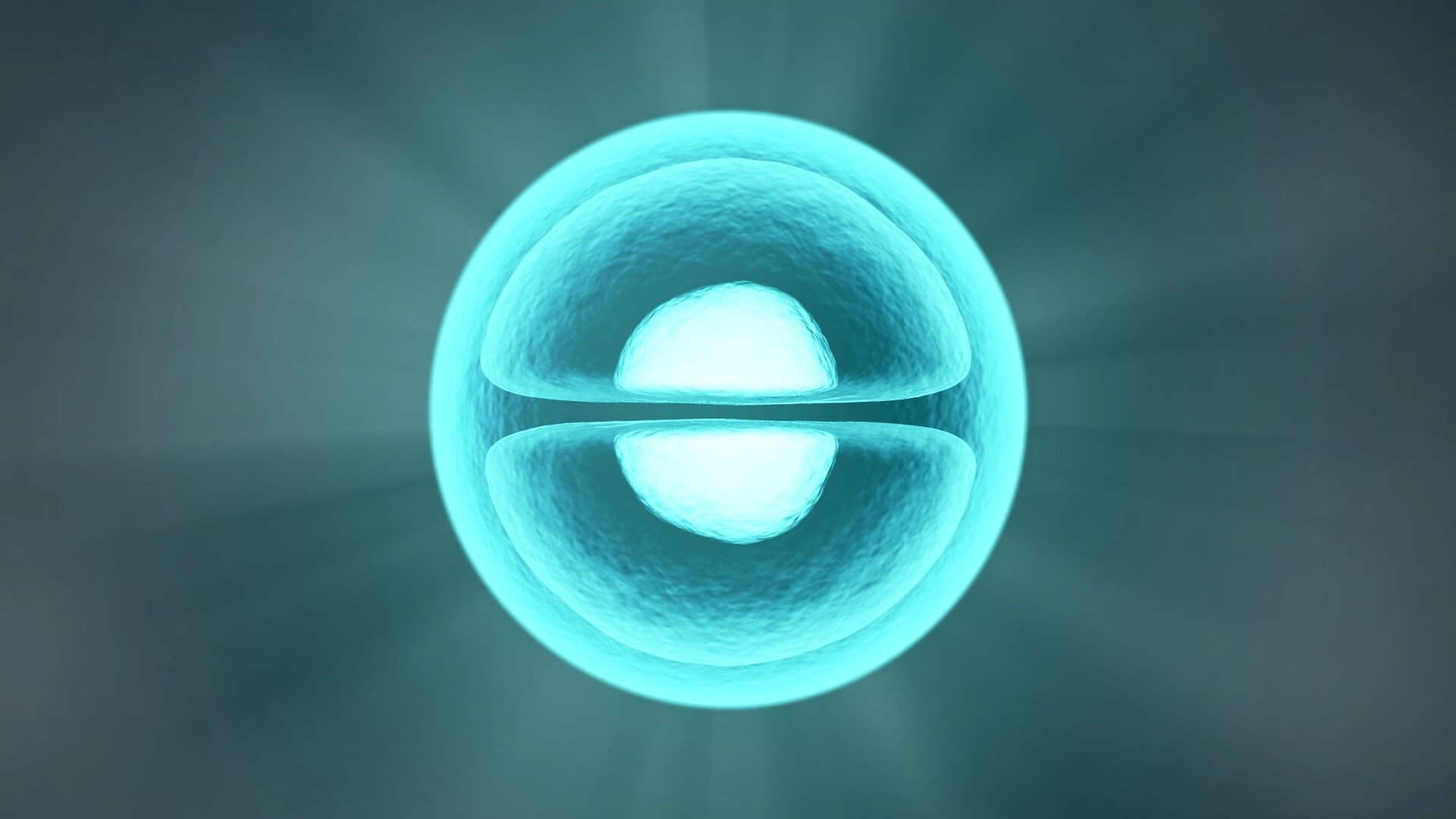 celula