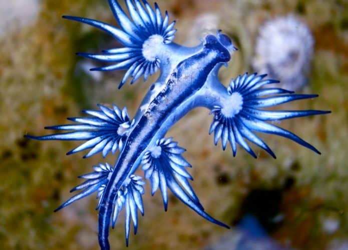 Um dragão azul do mar, tipo de molusco marinho