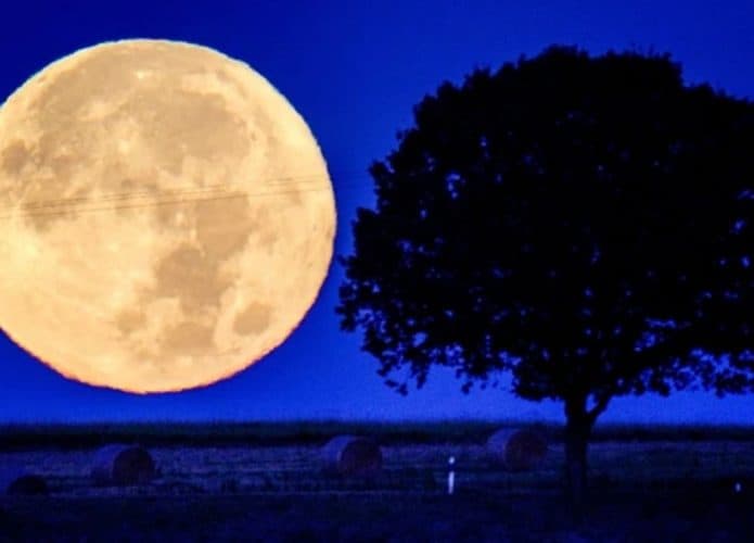 Imagem da Lua da Colheita por trás de uma árvore