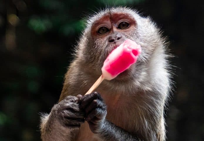 macaco-doce-695x480