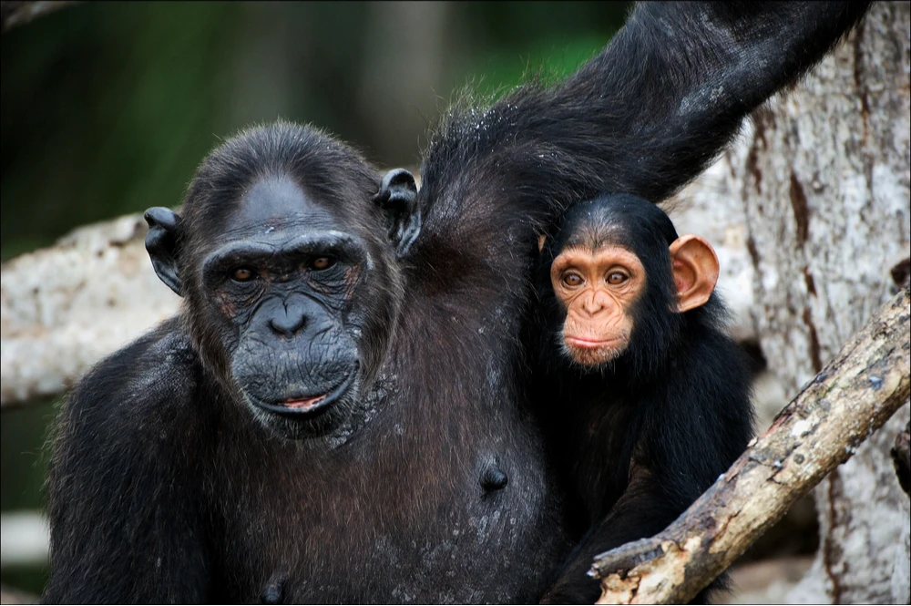 Uma mãe primata com seu filhote chimpanzé. Estudo aponta que mães primatas são capazes de "fechar luto" e entenderem a morte