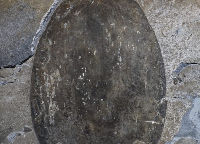 massive-new-animal-spe-1-695x500