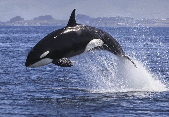 orca-695x480