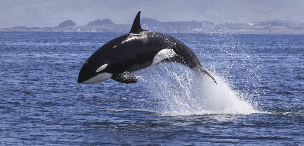 orca