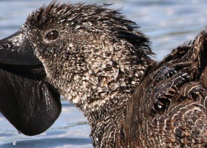 Pato-de-papada