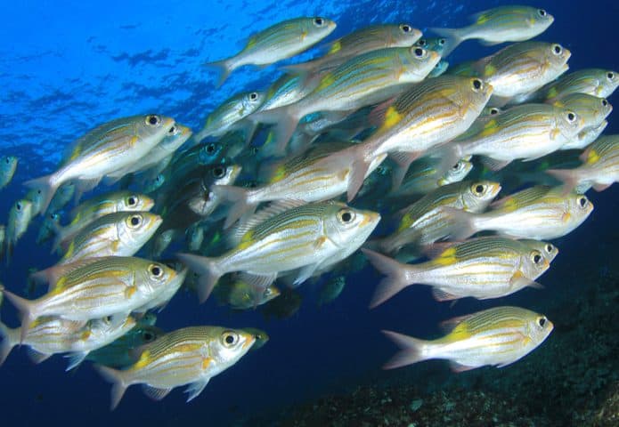 peixes-no-Oceano-695x480