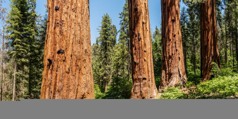quatro-guardas-sequoias