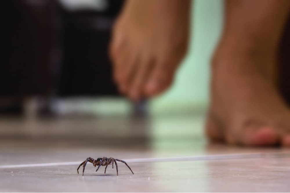 Imagem mostra uma aranha caminhando pelo chão de uma cozinha. A foto mostra como insetos conseguem prever mudanças climáticas e se adaptam de acordo