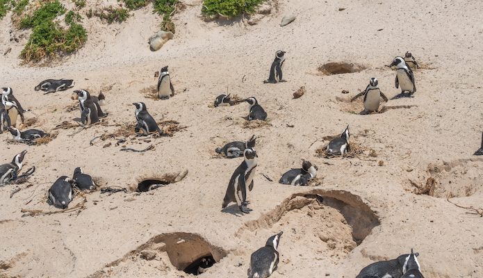 pinguim sul africano