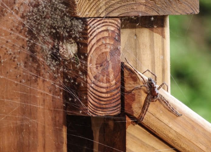 Aranha fazendo teia na base de uma escada de madeira