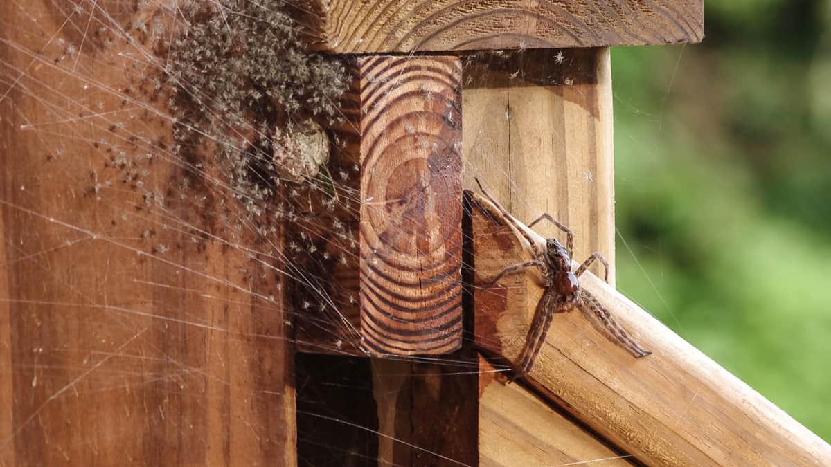 Aranha fazendo teia na base de uma escada de madeira