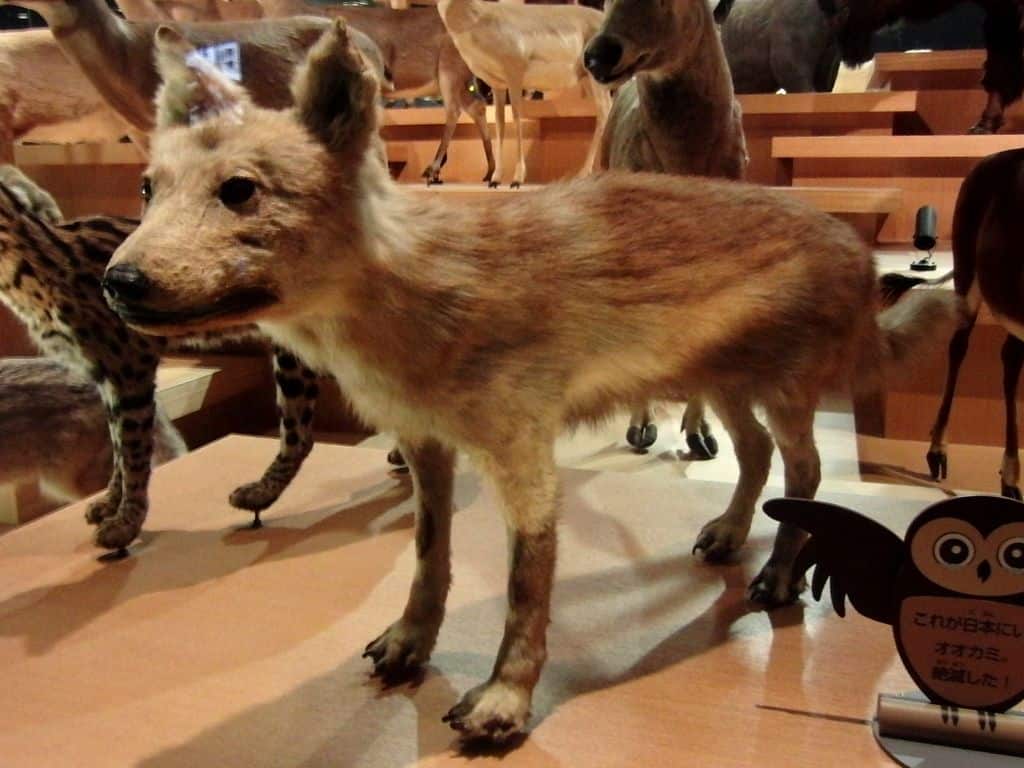 Lobo Japonês empalhado