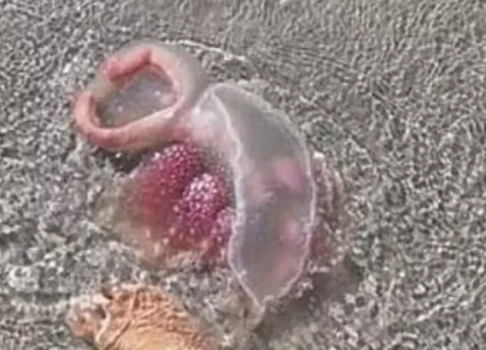 Criatura encontrada em praia na Austrália foi confundida com alienígena