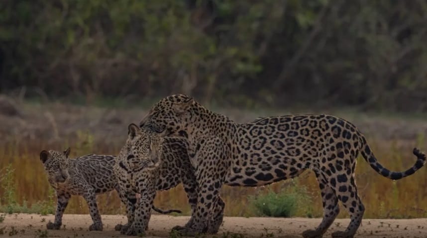 Onça-pintada e seus filhotes