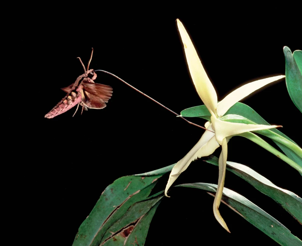 foto mostra uma mariposa-falcão usando seu longo apêndice para se alimentar do néctar de uma orquídea