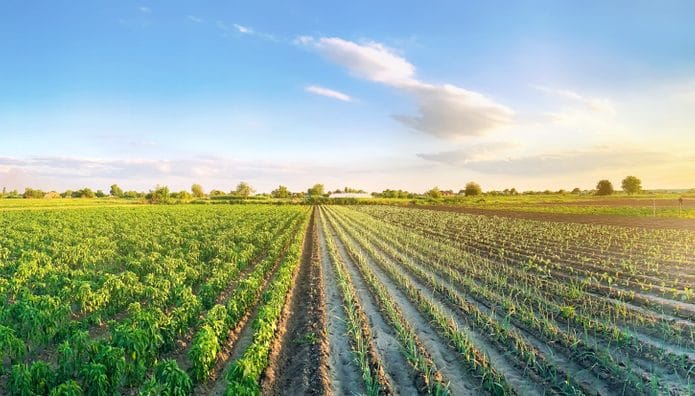 Imagem mostra um campo com plantação, representando o agronegócio