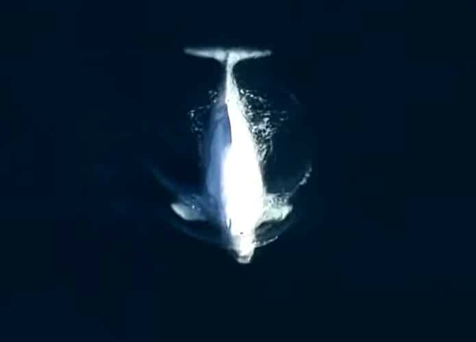 beluga-Seattle-695x500