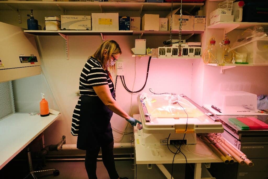 Imagem mostra pesquisadora em mesa de laboratório, observando uma cultura de café sustentável