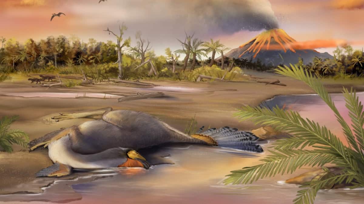 caudipteryx-capa1