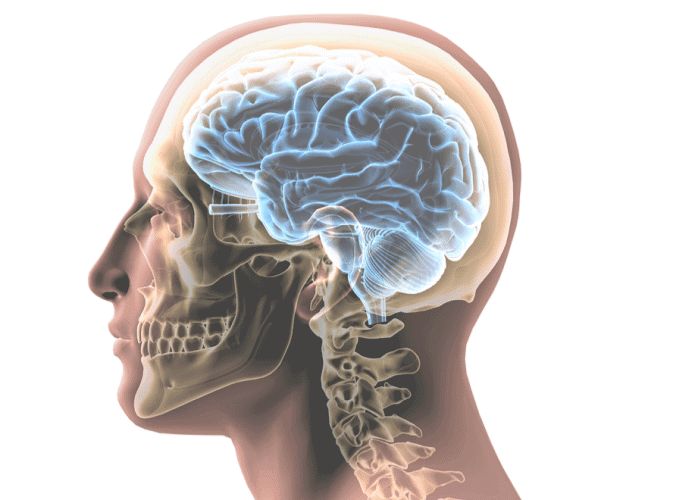 cerebro-humano-695x500.png