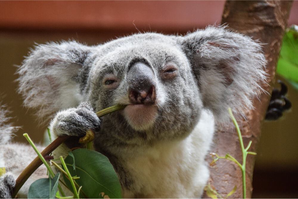 Imagem de um dos ursos coalas da Austrália, que são afetados pela clamídia