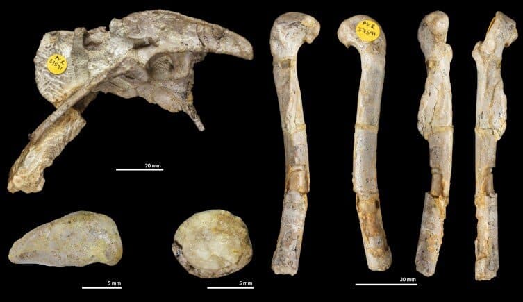 Ossos do "Pendraig milnerae", nova espécie de dinossauro que quase se perdeu por um erro de armazenamento 