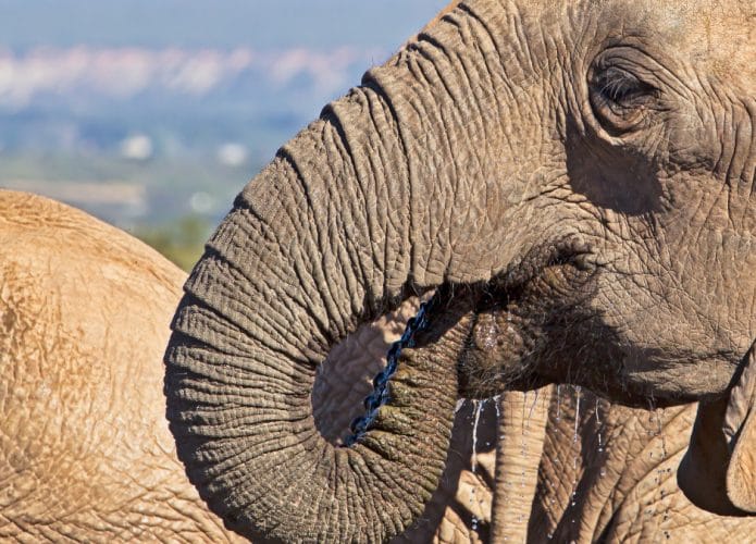elefante-africano-sem-presas-capa-695x500
