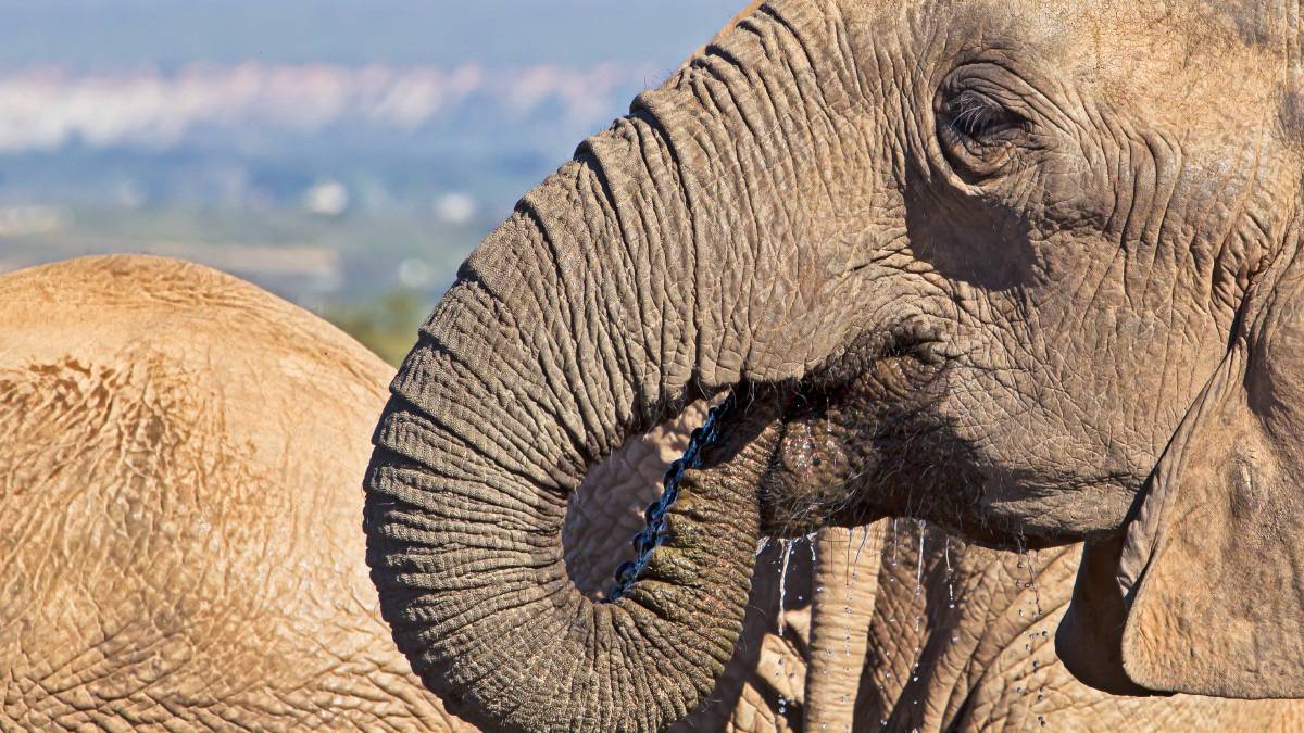 elefante-africano-sem-presas-capa