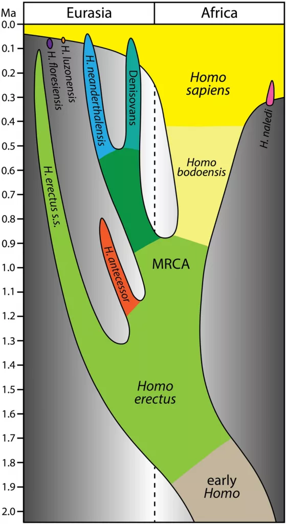 Gráfico mostra a linha do tempo da evolução humana