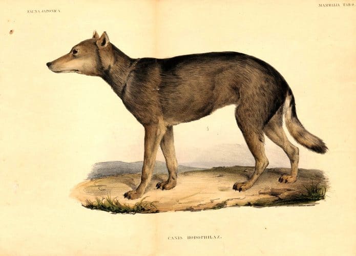 Lobo japonês, parente mais próximo do cão doméstico