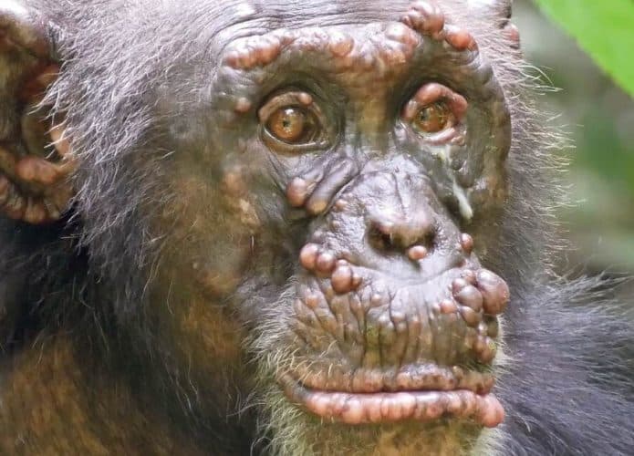 Lepra é encontrada pela primeira vez em chimpanzés selvagens