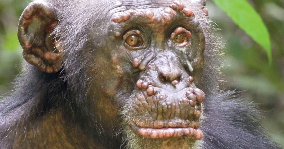 Lepra é encontrada pela primeira vez em chimpanzés selvagens