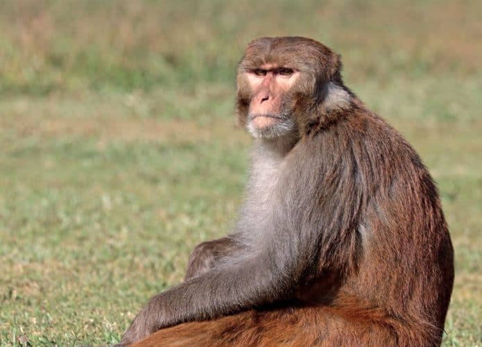 macacos rhesus sentado na grama