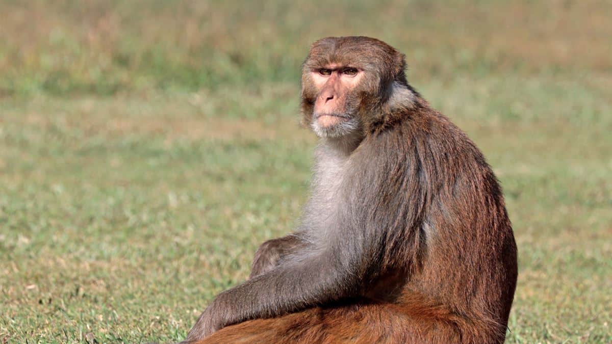 macacos rhesus sentado na grama