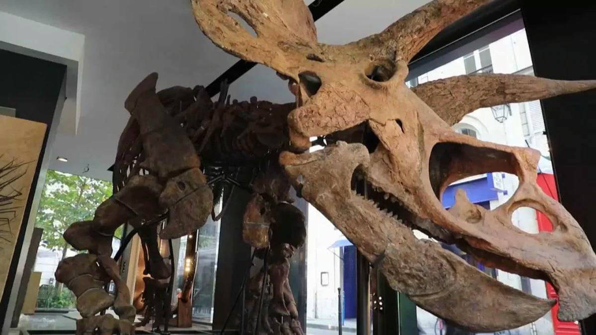 maior-triceratops-capa