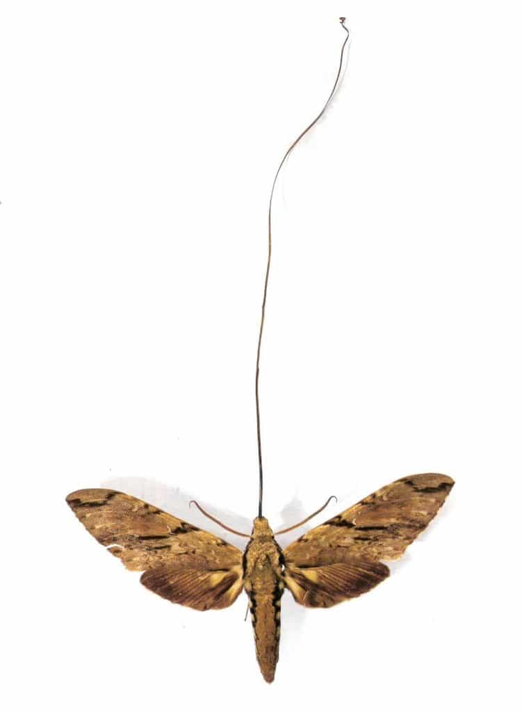 A mariposa teorizada por Darwin, cuja existência foi provada anos depois, finalmente foi reconhecida como espécie