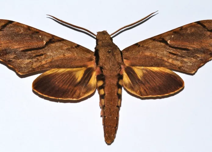 A mariposa-falcão do Madagascar