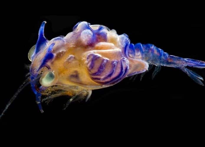 monstro-golfo-do-mexico-695x500