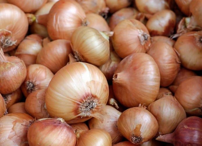 Cebolas contaminadas causam surto de Salmonella nos EUA