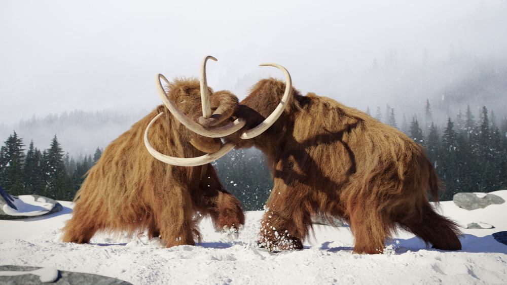 Imagem mostra dois mamutes lutando. Espécie conviveu com humanos, mas não fomos nós a levá-la à extinção