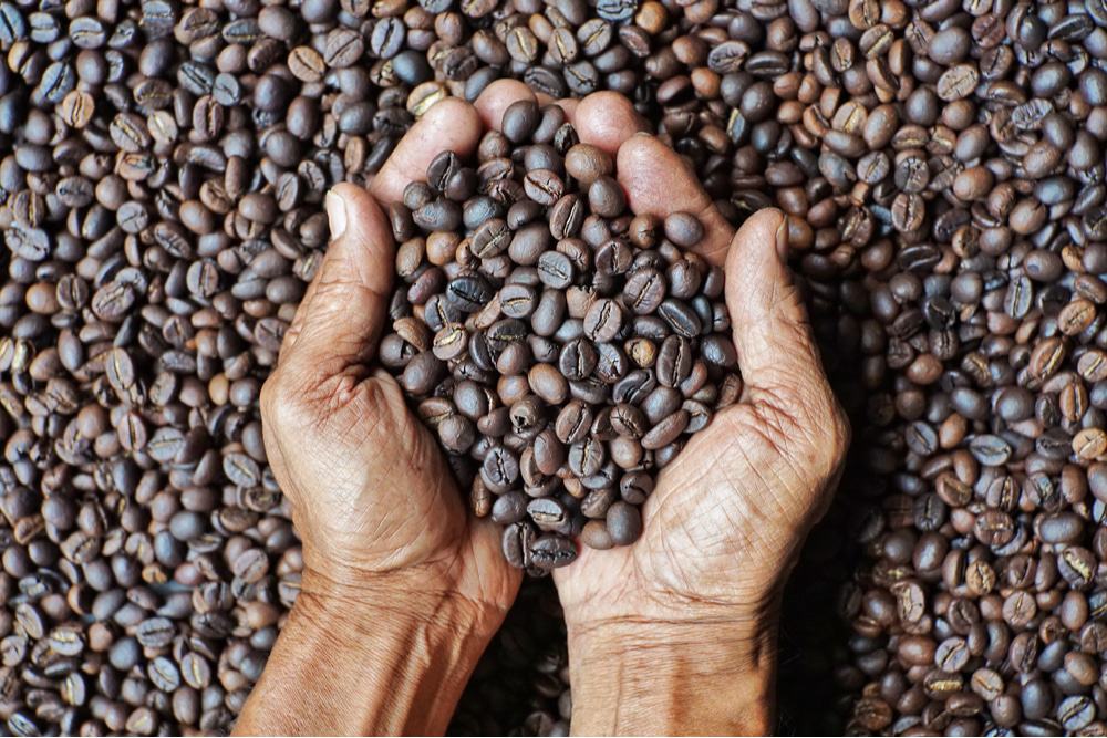 Imagem de várias sementes de café seguradas por duas mãos. A ideia é simbolizar o impacto do aquecimento global, e como plantas antigas e selvagens podem prevenir a falta de comida