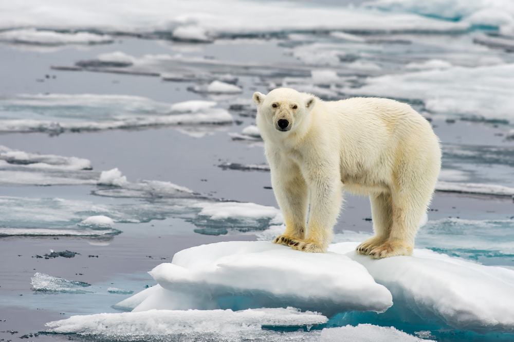Imagem mostra um urso polar em pé sobre um bloco de gelo à deriva no oceano