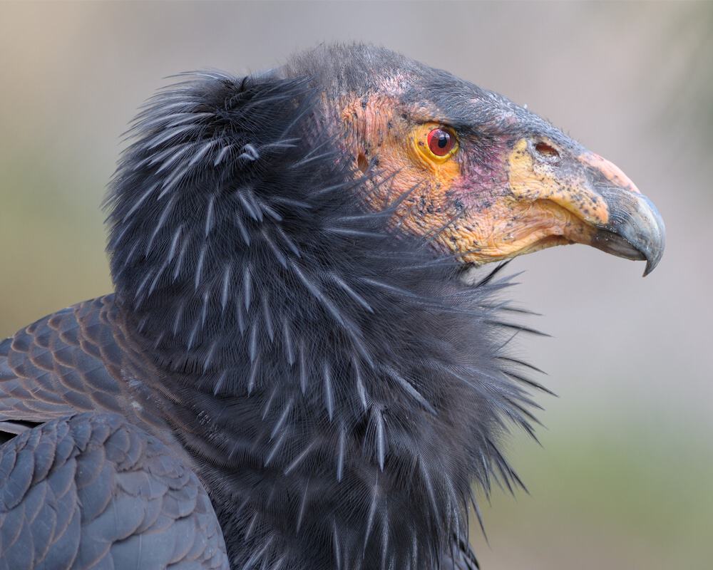 Imagem mostra um condor californiano. Pássaros dessa espécie podem ter filhos sem sexo, segundo estudo