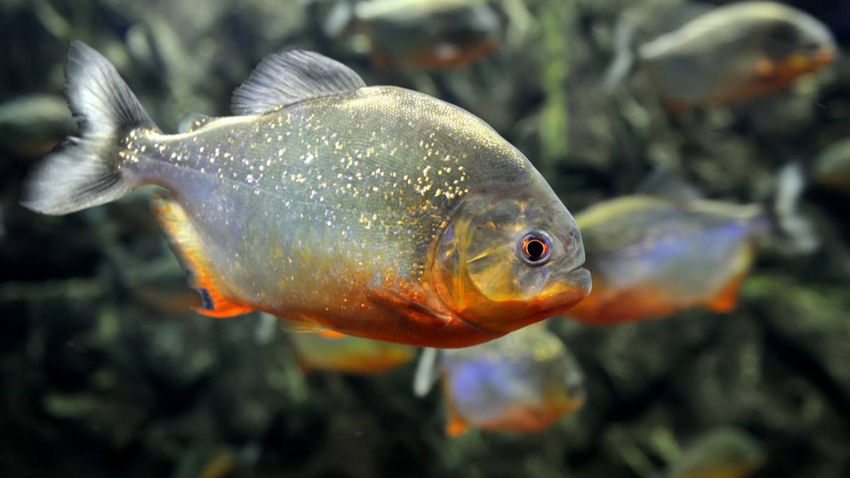 Uma foto que mostra duas piranhas em seu habitat natural