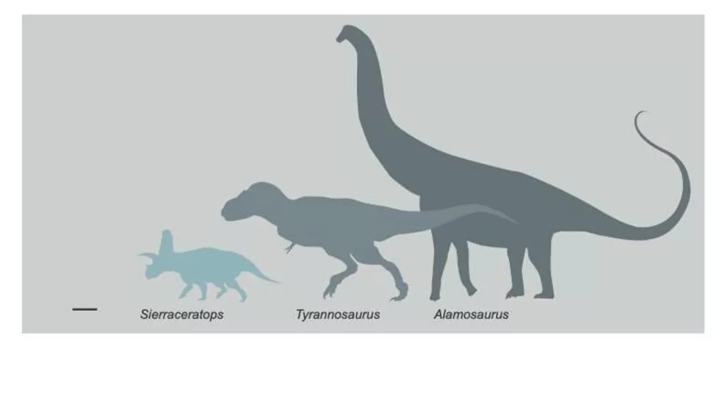 Comparativo mostrando o sierracerátops, primo perdido do tricerátops, em comparação com um tiranossauro e um alamossauro