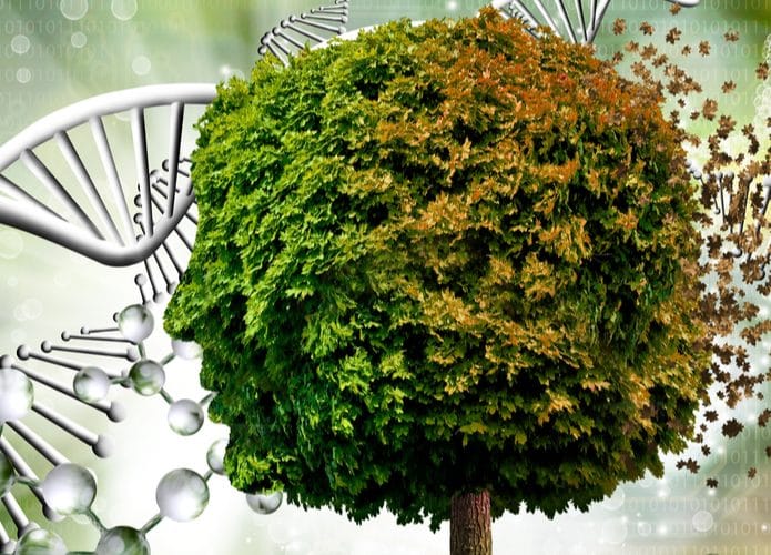 DNA-Arvore-695x500