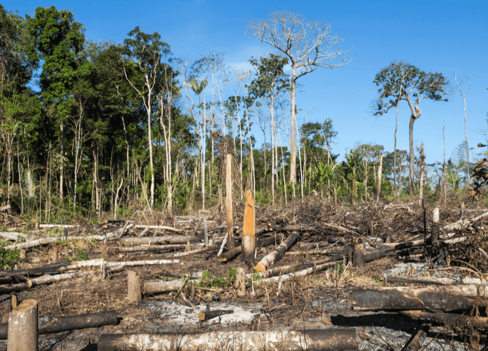 Floresta-Amazonica-desmatamento-695x500.png